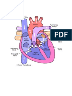 Anatomy of the Heart and FRONT PAGE
