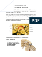 Catedra de Laboratorio de Neuroanatomía Anatomia Del Diencefalo