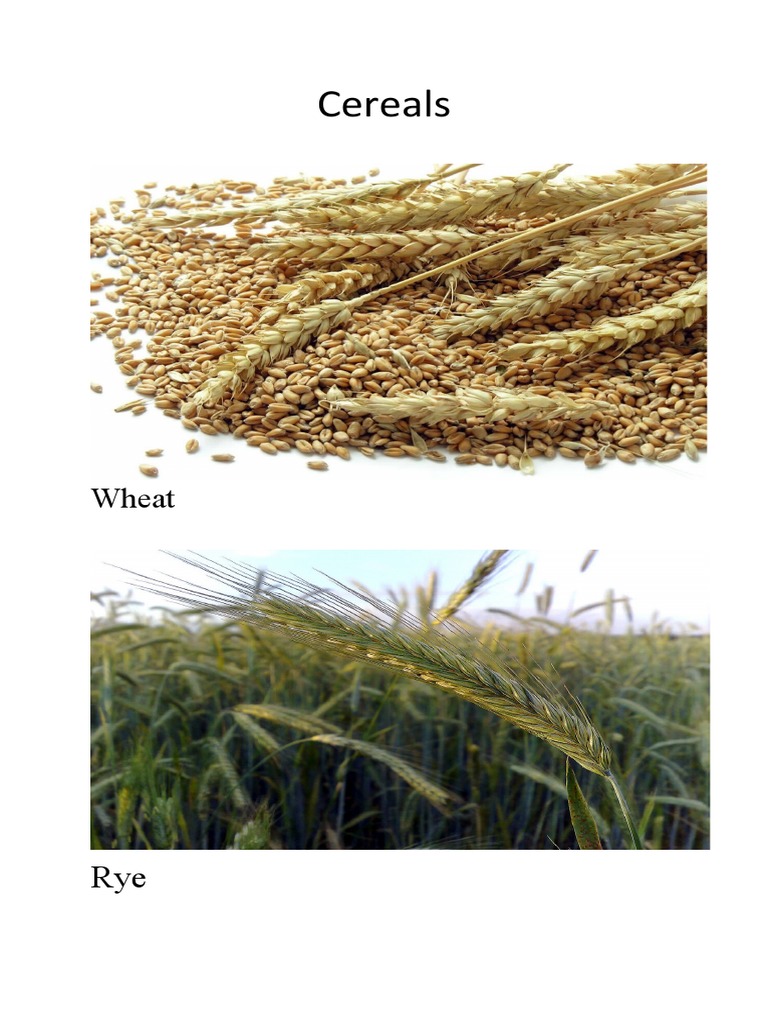 Cereals PDF Barley Wheat