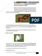 5 Razas de Gallinas de Carne Clase 07