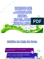 Hoja de Coca en El Alto Huallaga
