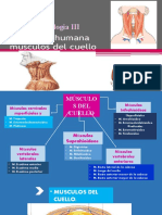 Tema 7 Musculos Del Cuello Morfofisiologia III