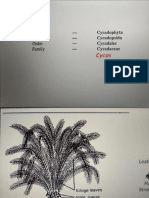 Cycas Practical