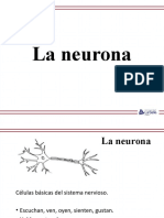 2.2 Neurona