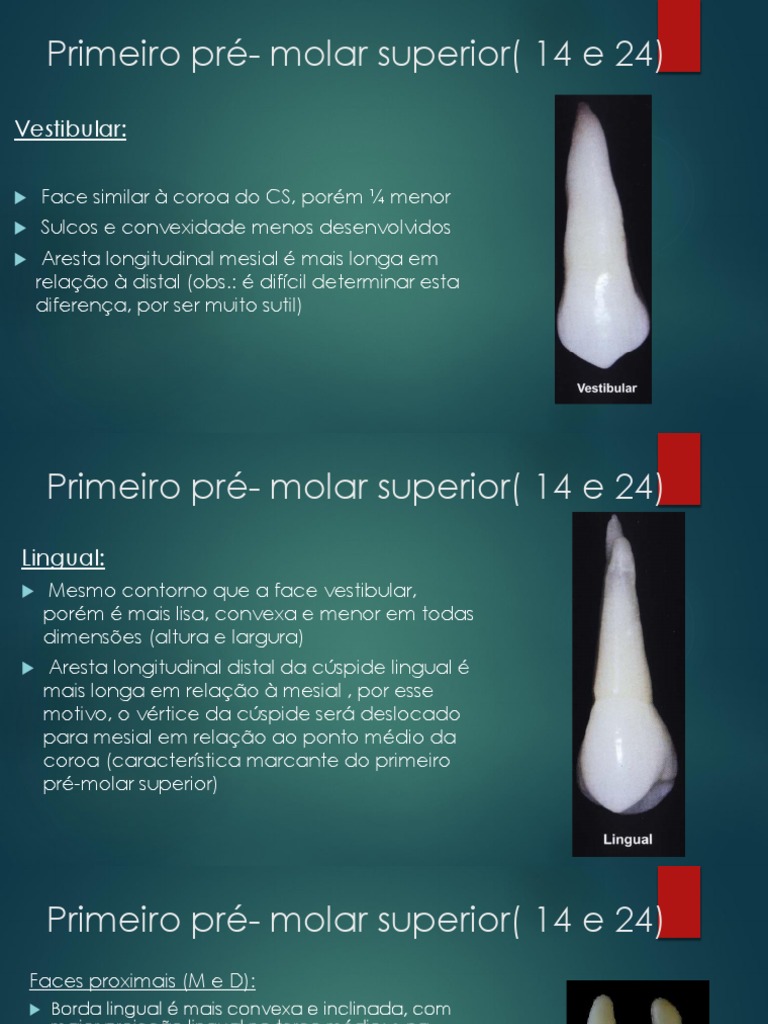 Anatomia dos Pré-Molares Superiores | PDF | Dente | Vértice (Geometria)