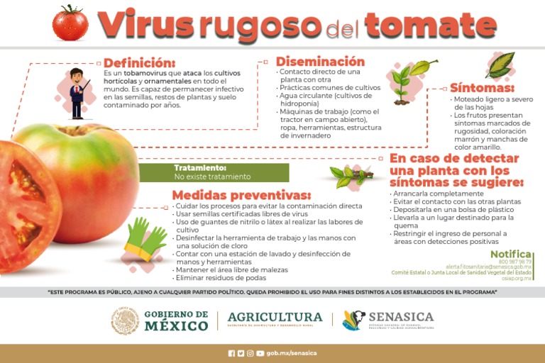 INFOGRAF A - V Rus Del Tomate Rugoso | PDF | Agricultura