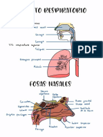 Dibujos Aparato Respiratorio