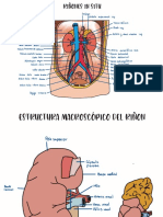 Dibujos Aparato Genitourinario