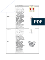 Huesos y articulaciones del cuerpo humano