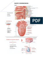Gusto y Cavidad Bucal