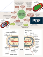 Estructura Bacteriana