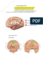 Anterior Cerebral Artery