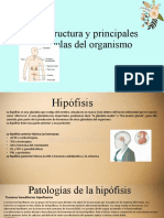 La Estructura y Principales Glándulas Del Organismo