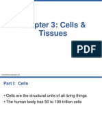 Chapter 3 - Cells & Tissues