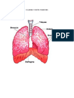 Esquema y Partes Pulmones