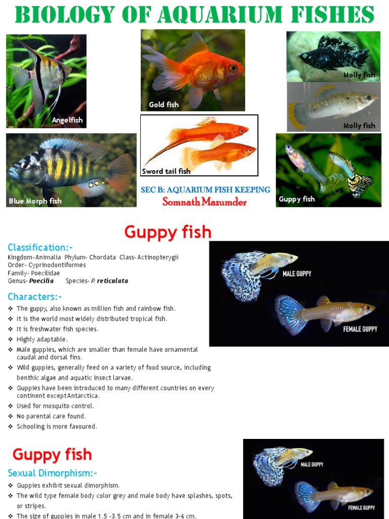 Ornamental Fish - Biology of Aquarium Fishes - PPT | PDF | Biology |  Organisms