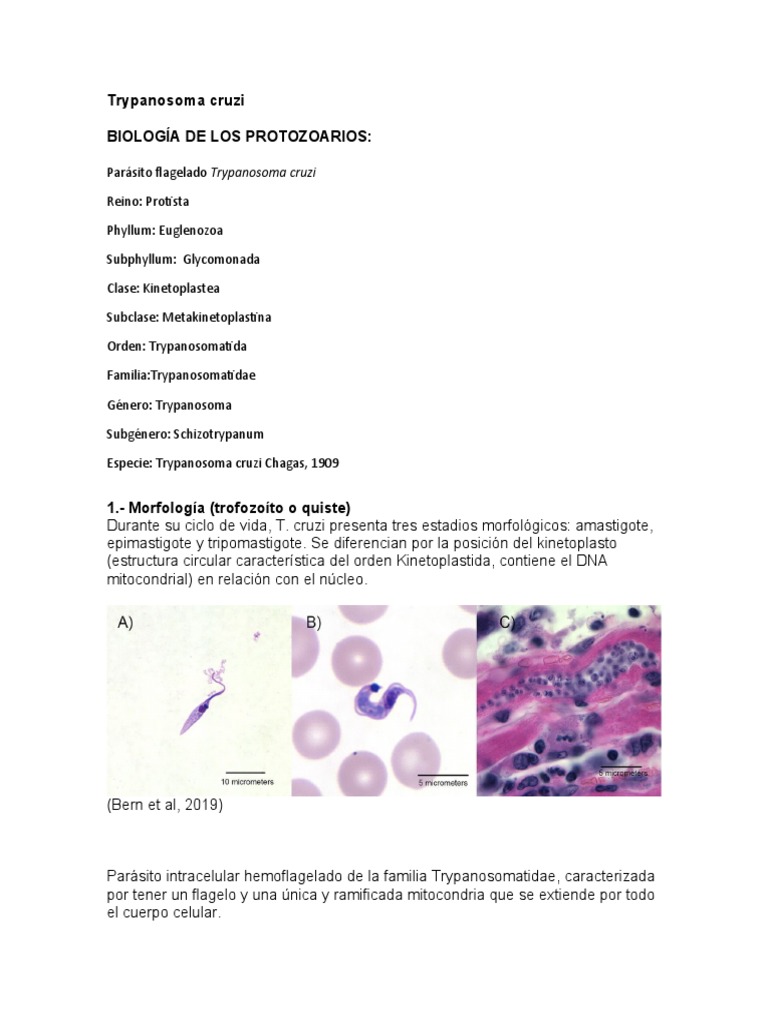 Biología y ciclo de Trypanosoma cruzi | PDF | Especialidades Medicas