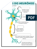 Partes Do Neurônio