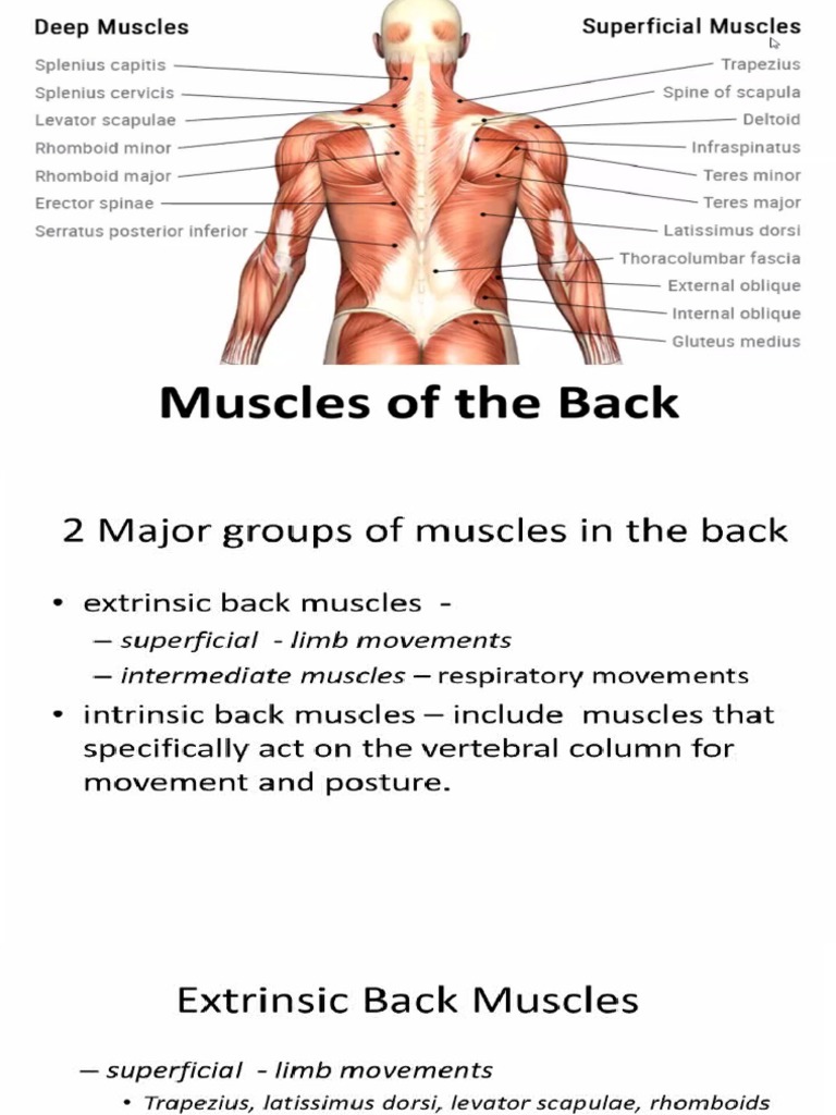 Muscle of Back | PDF