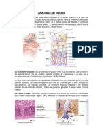 Anatomia Del Olfato