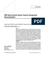 WNT-Beta-Katenin Sinyal Yolunun Sitoplazmik Biyomolek - Lleri (#63513) - 53537