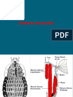 10.sistema Muscular