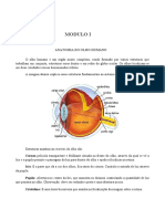 Anatomia do Olho Humano