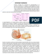 ESPERMATOGÉNESIS