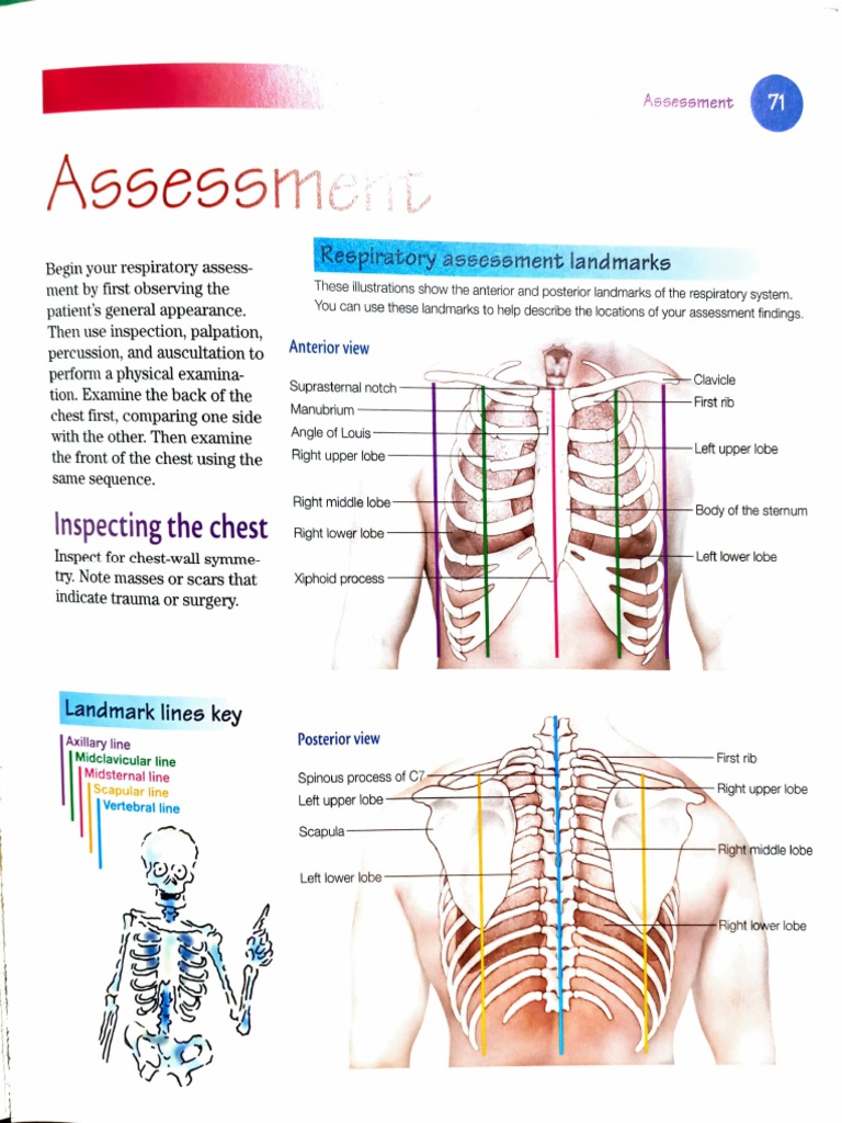Respiratory Assessment Landmarks Guide | PDF | Thorax | Breathing