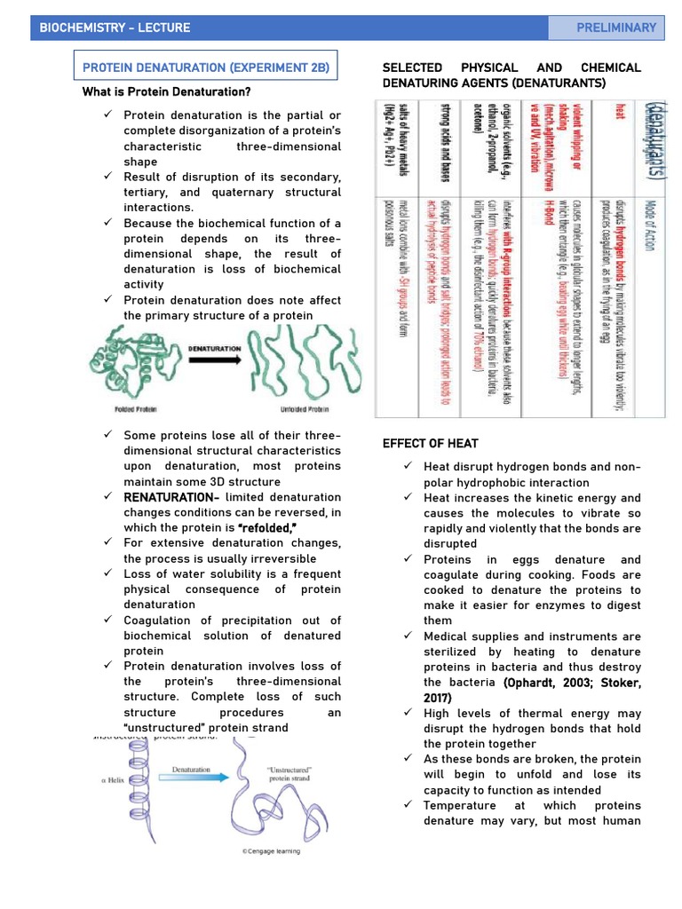 Biochem (Lab) Experiment 2b PDF Denaturation (Biochemistry