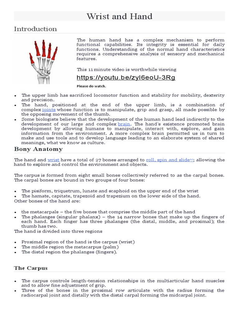 Wrist and Hand Anatomy | PDF | Hand | Thumb
