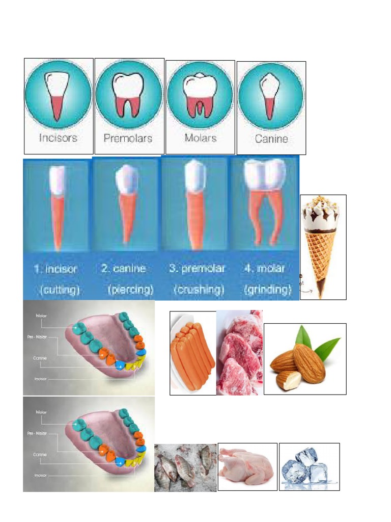 Teeth Printout 1 | PDF