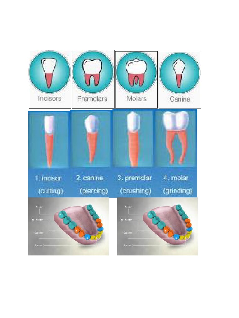 teeth printout | PDF