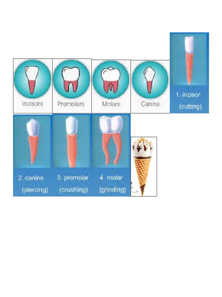 Teeth Printout PDF