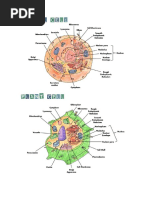 Cell