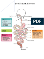 Digestive System Process