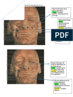 Guide D'étude Anatomie Tête Et Cou Sur Cadavres