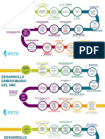 Linea Del Tiempo Desarrollo Embrionario