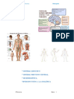Sistema linfático: anatomía y fisiología
