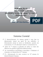 Formação e Desenvolvimento Do Sistema Genital Masculino e Feminino