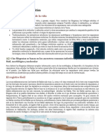 El árbol de la vida: inferir relaciones evolutivas a partir de la evidencia fósil, morfológica y molecular