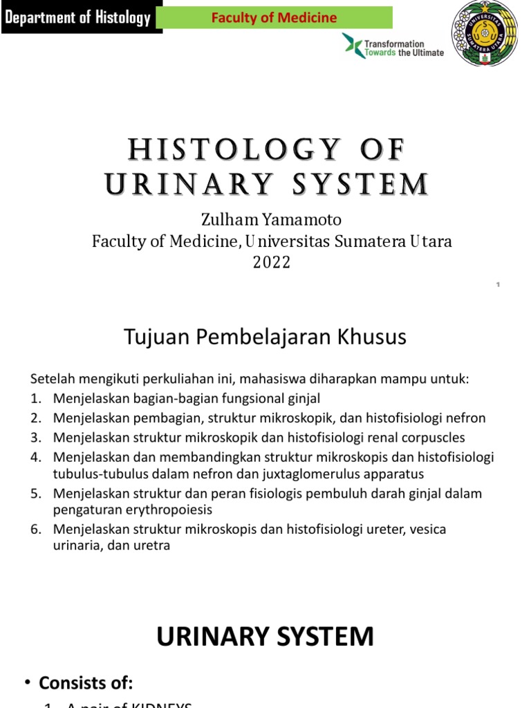 Histology of the Urinary System | PDF | Kidney | Urinary System