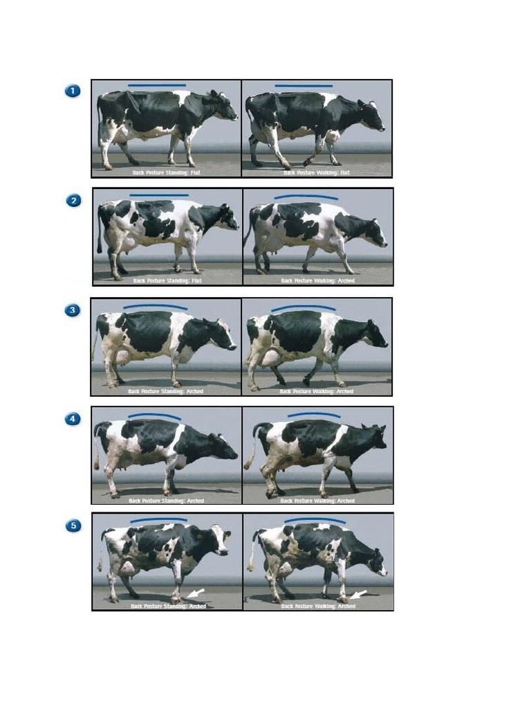 Locomotion Score | PDF