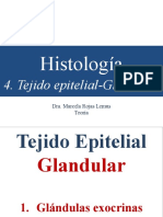 Tejido Epitelial-Glándulas