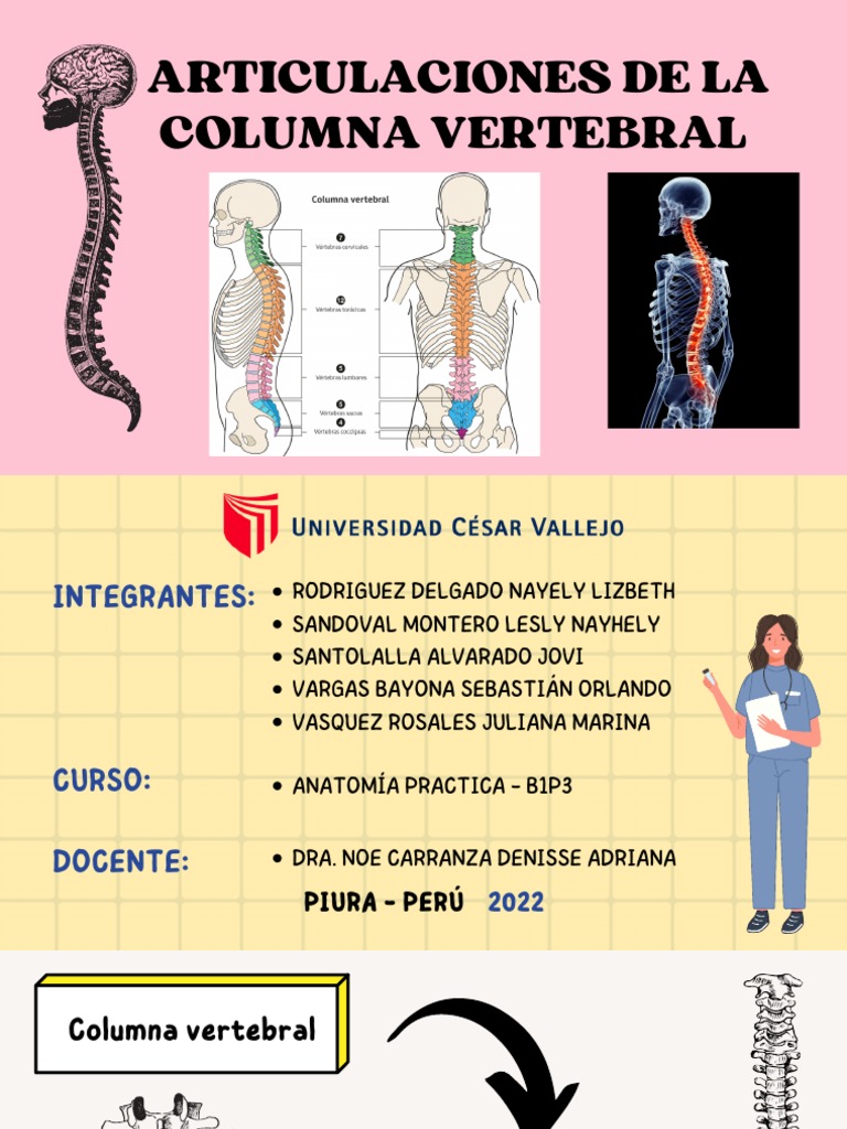 Anatomía de la Columna Vertebral | PDF | La columna vertebral | Vértebra