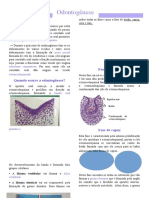 Resumo de Odontologia Morfofuncional