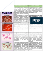 Tipos de Microorganismos