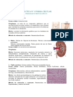 Histologia Piel Fina