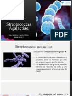 Streptococcus Agalactiae Micro