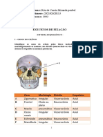 Trabalho de Anatomia